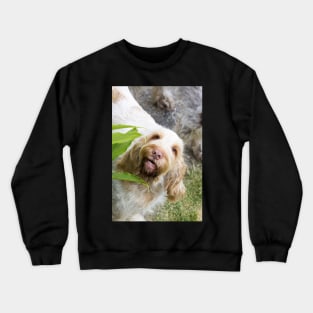 Hey you up there Spinone Crewneck Sweatshirt